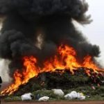 Polisi Bakar Ganja 20 Ton, 25ribu Jiwa Warga Kota Mabuk Ganja Bareng