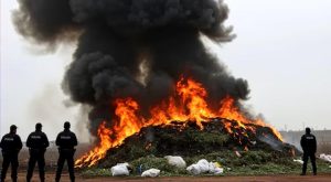 Polisi Bakar Ganja 20 Ton, 25ribu Jiwa Warga Kota Mabuk Ganja Bareng